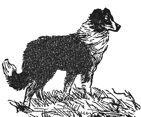 what does an english shepherd look like